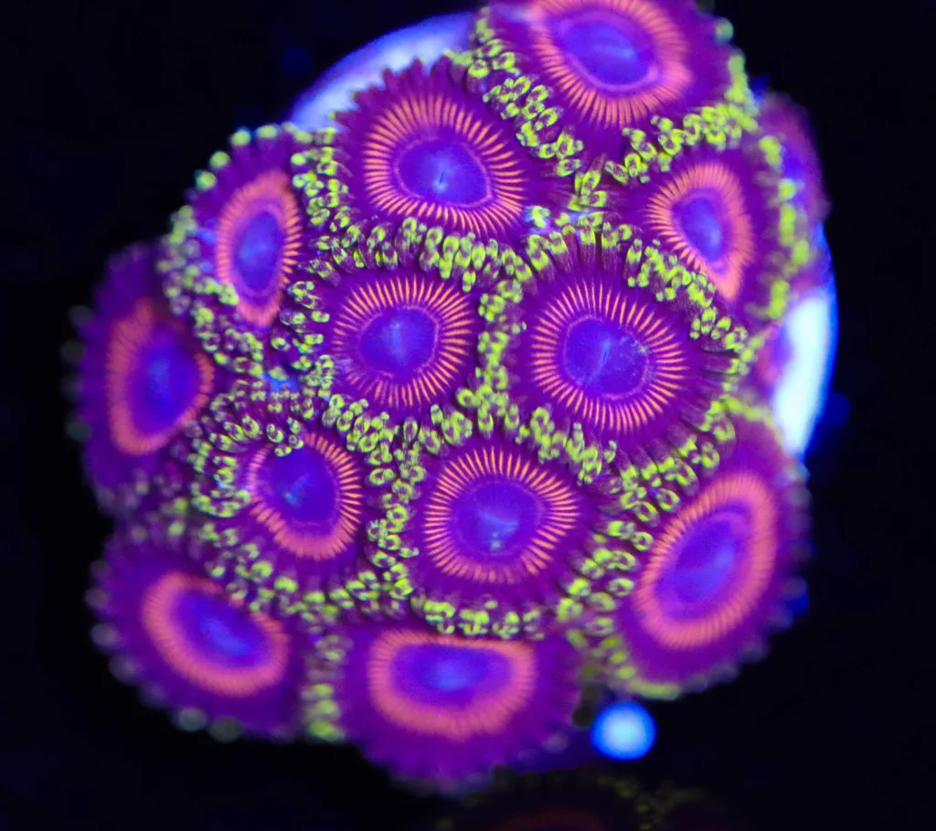 Frag Box Corals