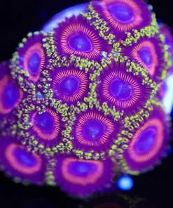 Ultra Eagles Zoanthid Frag (Row #2)