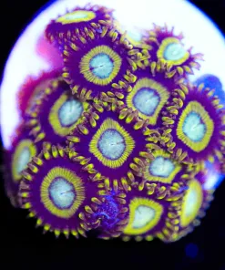 Yellow Moonlight Zoanthid Frag (Row #6)