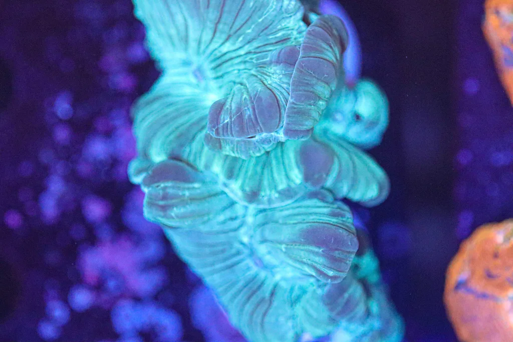 Frag Box Corals