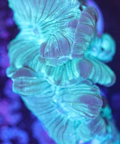 Fox Coral Frag (Row #31:B) *Video inside*