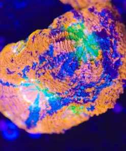 Crazy Marbled Orange Blue Acan Echinata Coral Frag  (Row #88)