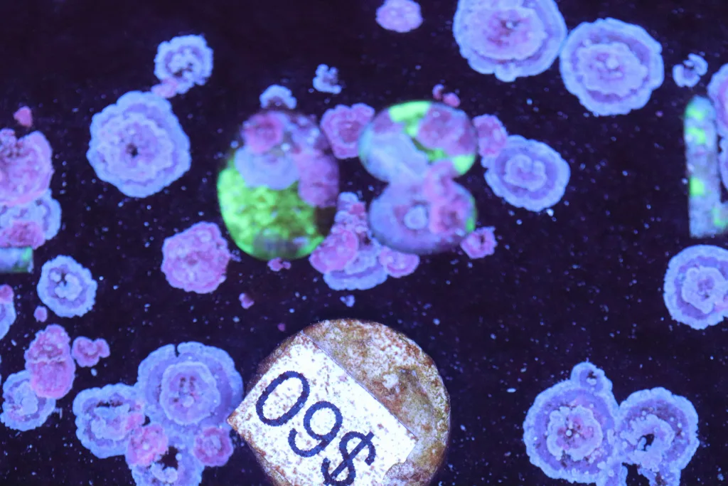 Frag Box Corals