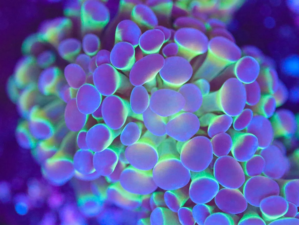 Frag Box Corals