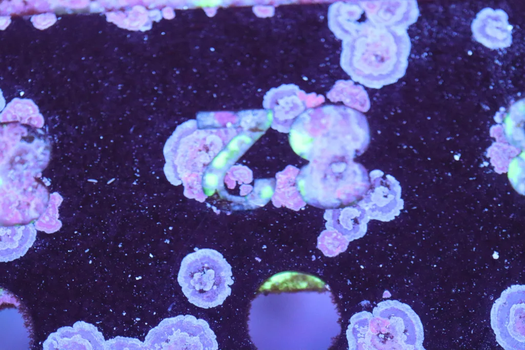 Frag Box Corals