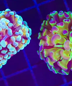 Wysiwyg 2for1 Hammer Combo Coral (C4)