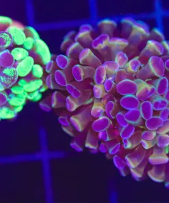 Wysiwyg 2for1 Hammer Combo Coral (C23)