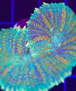 Wysiwyg One Of A Kind Rhodactis Large Mushroom (C143)