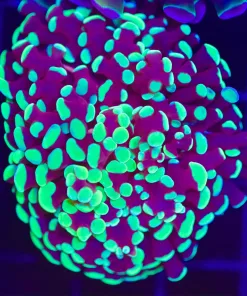 Wysiwyg Hybrid Hammer Coral Frag *Rare* (C42)