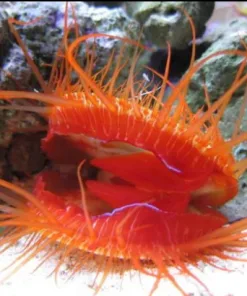 Flame Scallop