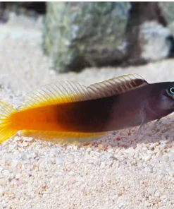 Red Tail Blenny *arriving monday - pick up only*