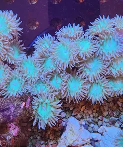 Wysiwyg Large Duncan Coral Colony *Free shipping no minimum livestock spend*
