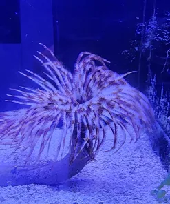 WYsiwyg Large Feather Duster (Inverts Row 4)