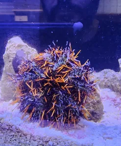 WYsiwyg Large Halloween Urchin