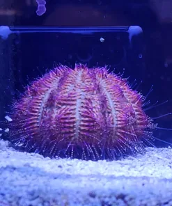 WYsiwyg Large Pink Urchin (RARE)