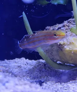 RAinford Goby pick up only