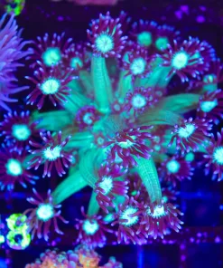 Wysiwyg Flowerpot Coral (C148)