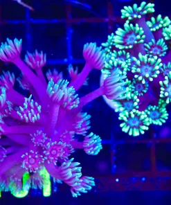 Wysiwyg 2 for 1 Flowerpot Coral C101)