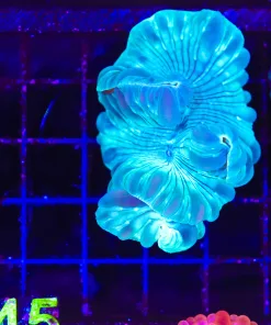 Wysiwyg Fox Coral (C145) *Free shippingNOno minimum live stock spend*