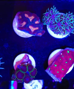 Wysiwyg 8 Piece Frag Pack (Fp1)