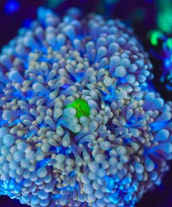 Wysiwyg Florida Ricordea Frag [F122]