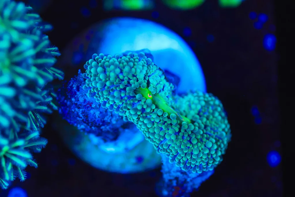 Frag Box Corals