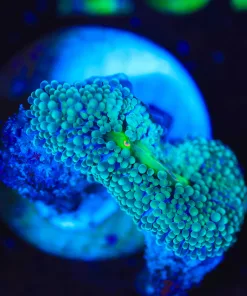 Wysiwyg Small FLorida Ricordea Frag [F127]