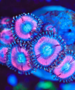 Wysiwyg Cotton Candy Zoanthid Frag  [F138]