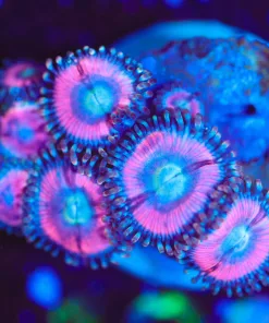 Wysiwyg Cotton Candy Zoanthid Frag  [F138]