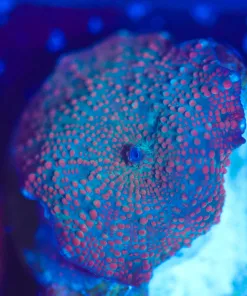 Wysiwyg Mushroom Frag [F143]