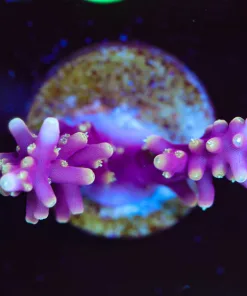Wysiwyg Pink Dragon Acropora Frag [F149]