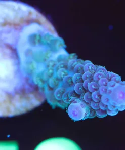 Wysiwyg Australian Acorpora Frag [F150]