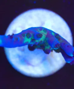 Wysiwyg Large Miyagi Tort Acopora Frag [F152]