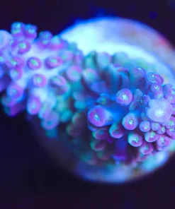 Wysiwyg acropora abrotanoides [F154]