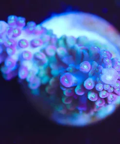 Wysiwyg acropora abrotanoides [F154]