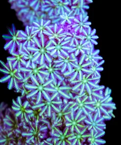 Limegreen Palm Pipe Organ Coral Frag (Row #92:B) Video inside ** Video inside