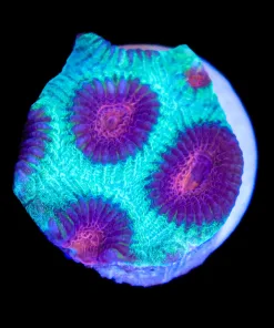 Australian Favia Coral Frag (Row #49:B)***