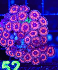 Rock Covered In Pink Zoanthids (C152)*