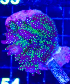 Wysiwyg Purple Bonsai Acropora Stump *Must pick up or ship before Thursday Feb 5th* (C154)**
