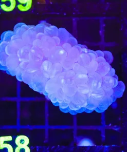 Wysiwyg Bubble Coral *Must pick up or ship before Thursday Feb 5th* (C158)**