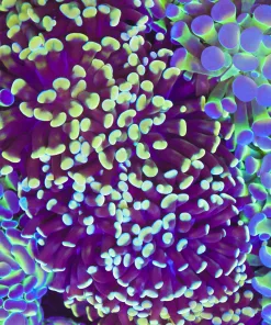 Purple Gold Hammer Coral Frag (Row #79)