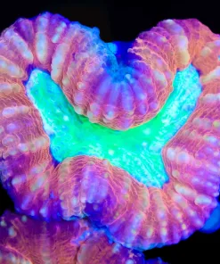Green Mouth Auatralian Lobo Coral (Row #89:B)