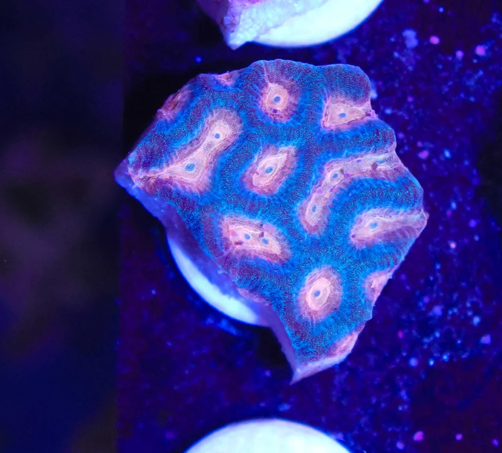 Frag Box Corals