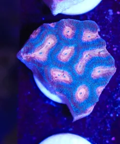 Pink Mouth Maze Brain Coral Frag (Row #64)**