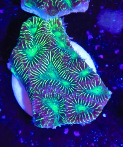 Alien Green Favia Coral Frag (Row #64)**