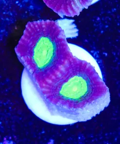 Dragon Soul Favia Coral Frag (Row #62)**