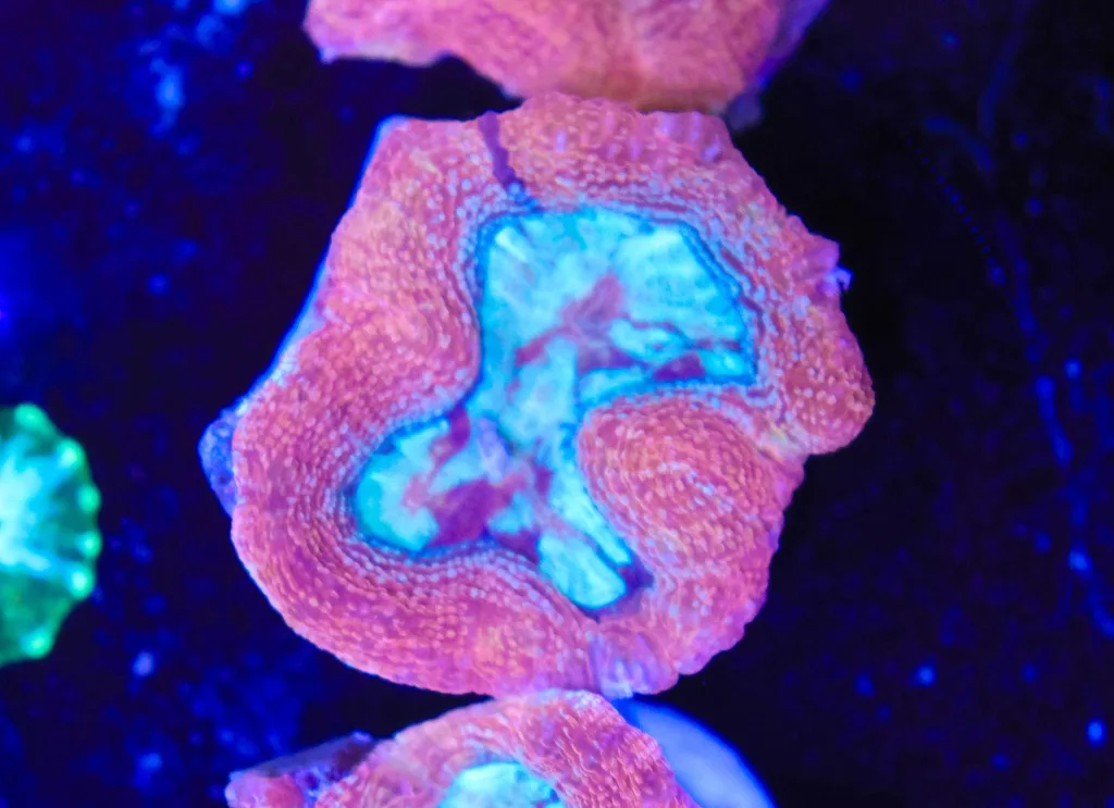 Frag Box Corals
