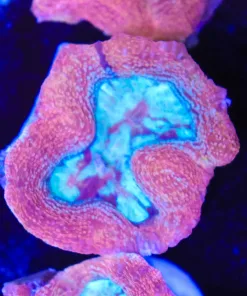 Blue  Mouth Pink Bowerbanki Coral Frag (Row #94:B) Uncommon species **