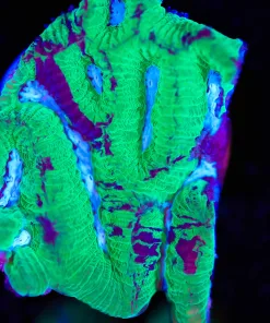 Wysiwyg Marbled Favia Coral Frag [F88]
