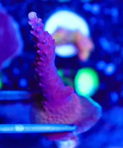 Wysiwyg Large Reef Raft Red Diablo Acropora Frag [F161] *Red Staghorn = rare color for this species*